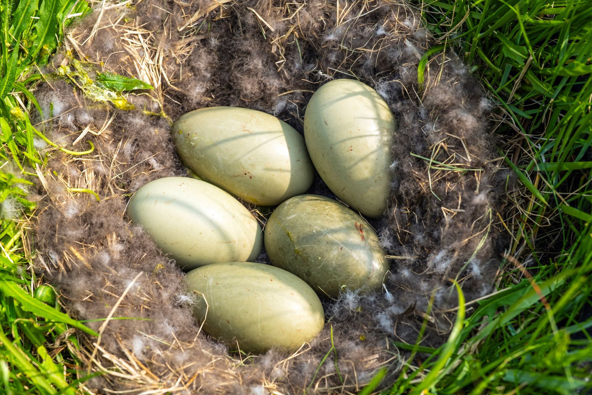 Two people in a greenhouse with piles of material on long tables.