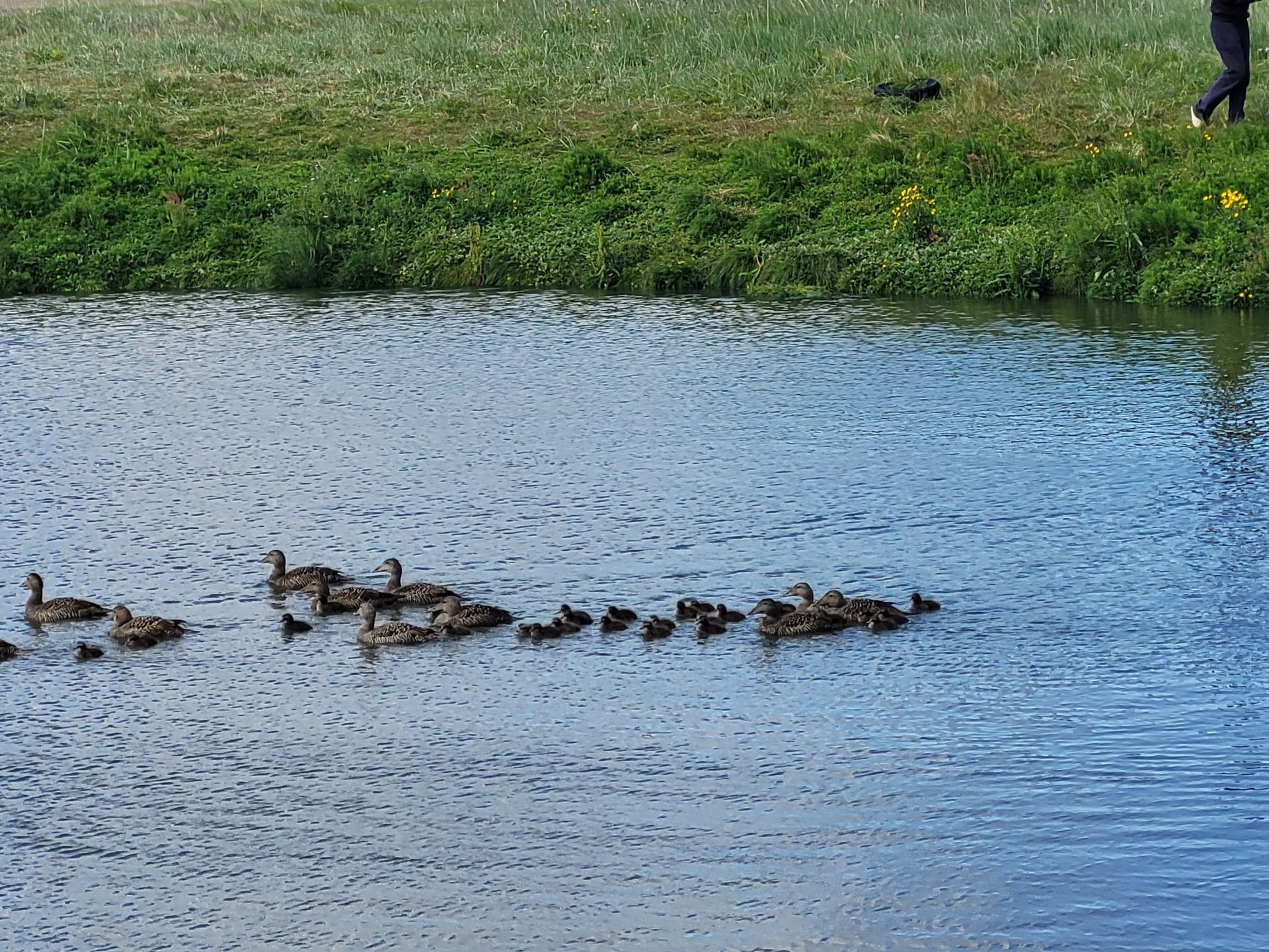 Ducks swimming in a blue-green waterway near grassy bank.