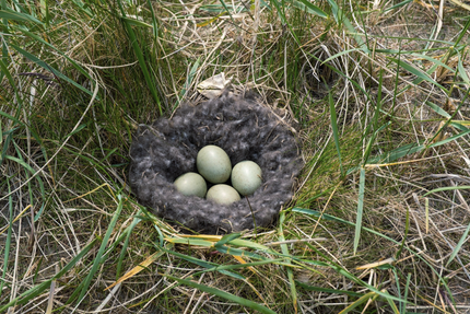 Bird's nest with four pale green eggs nestled in dark, fluffy material, surrounded by green grass.