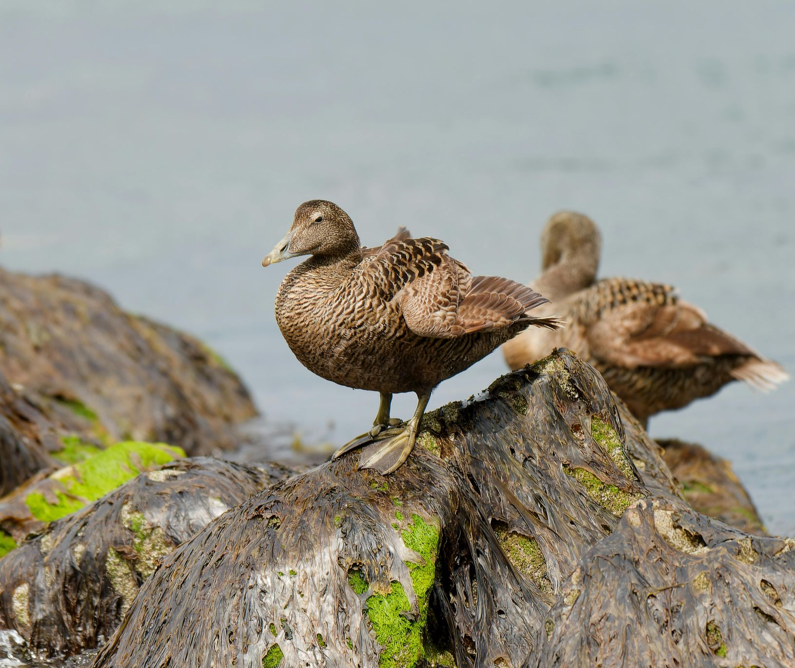 Two brown ducks perched on a rock near water. One looks directly at the camera.