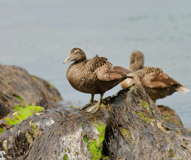 Two brown ducks perched on a rock near water. One looks directly at the camera.