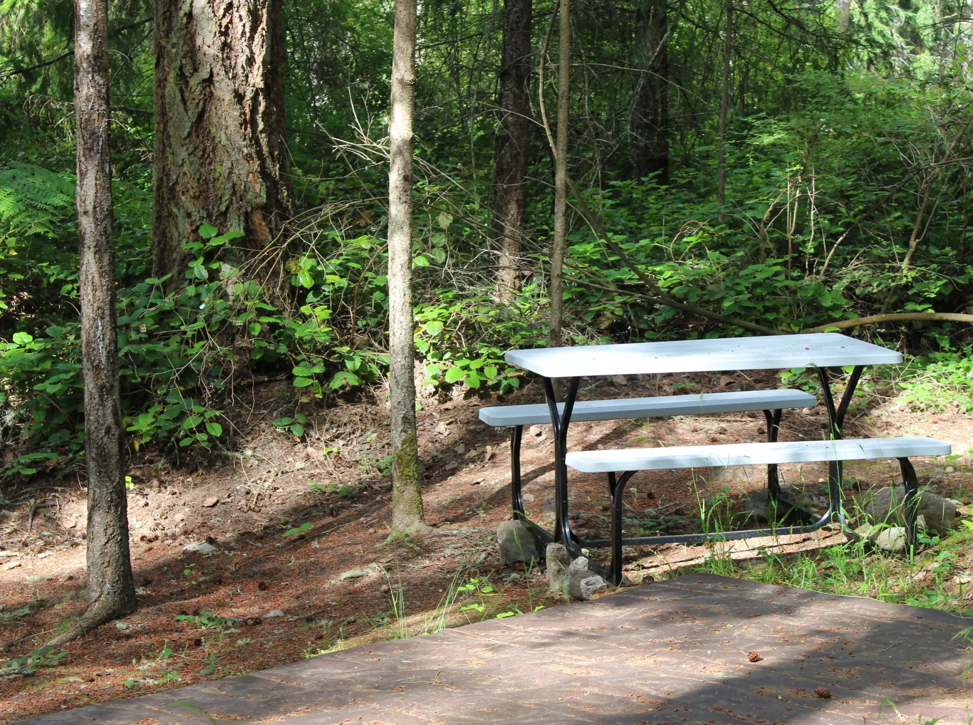 A picnic table in the middle of a forest