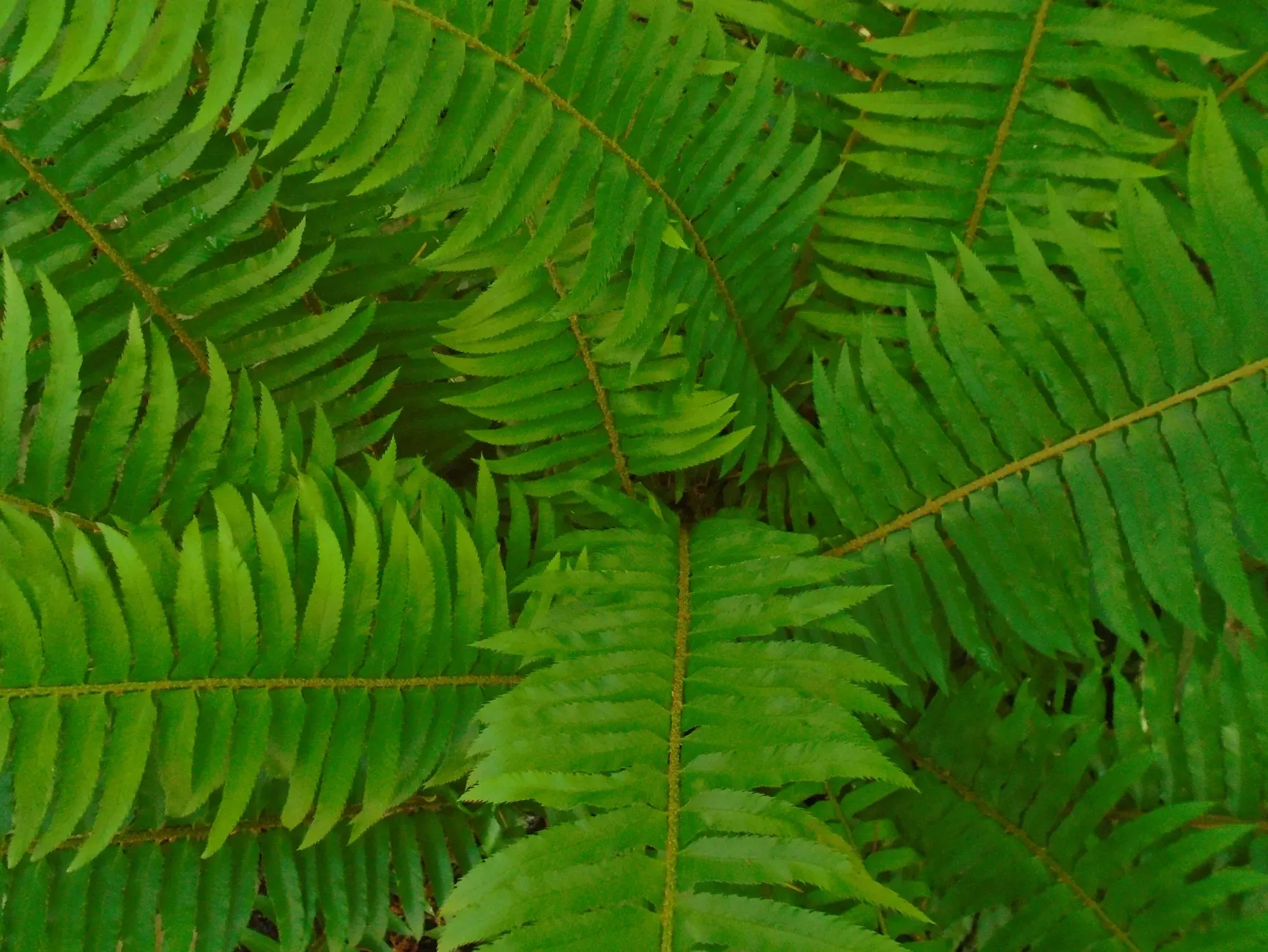 A close up of a fern with lots of green leaves