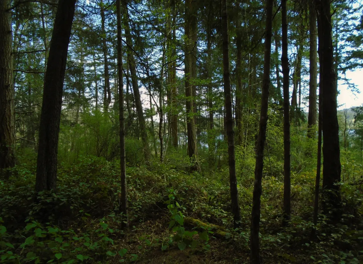 A dense forest with lots of trees and ferns