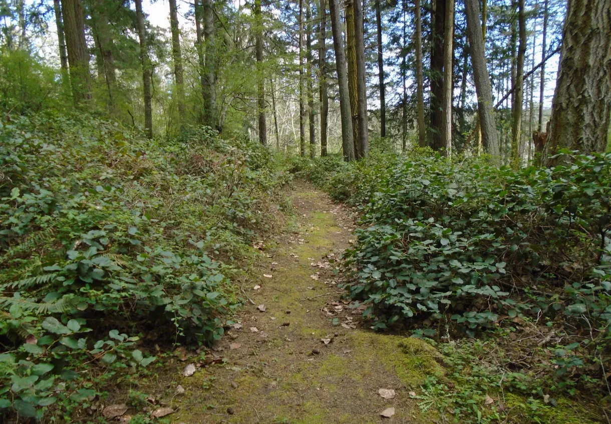 A path in the middle of a forest surrounded by trees and bushes.
