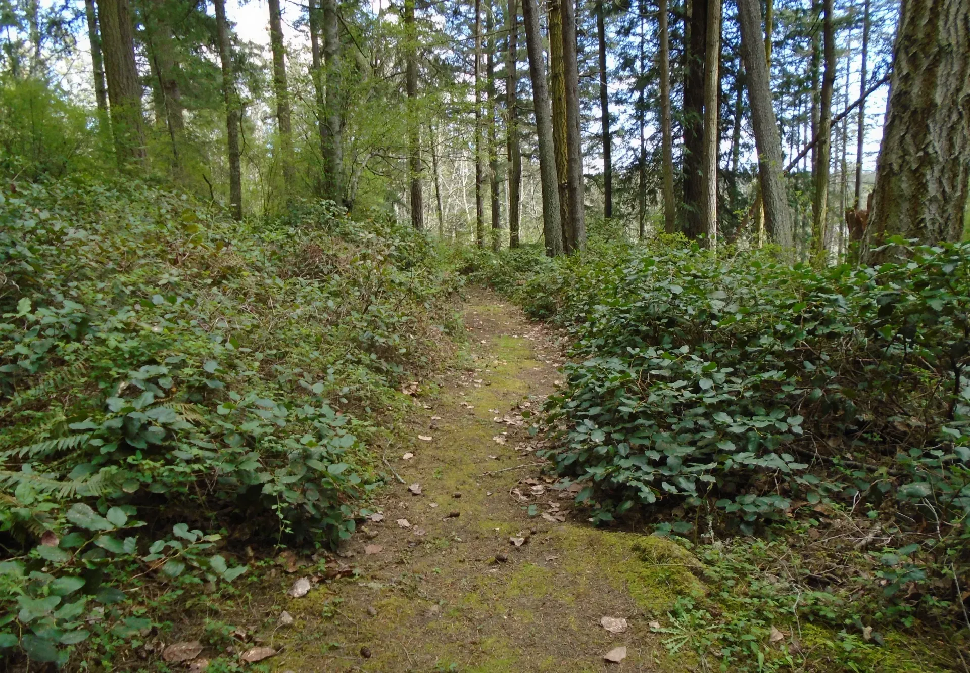 A path in the middle of a forest surrounded by trees and bushes.