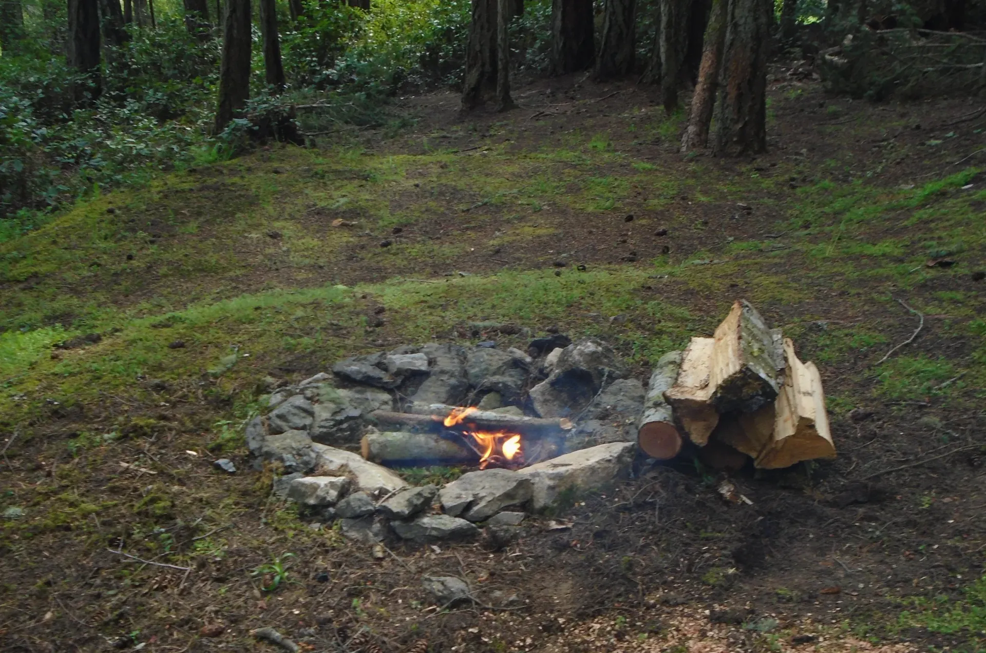 A fire pit in the middle of a forest with trees in the background.