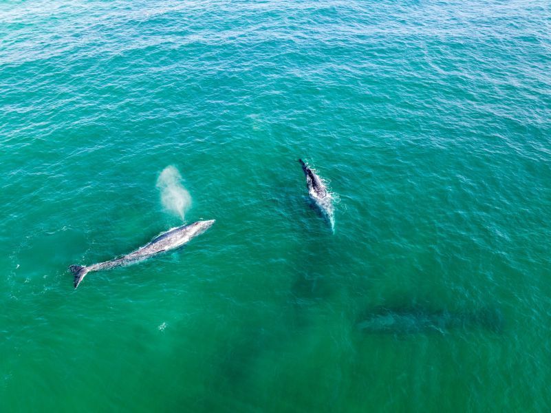 grey whales