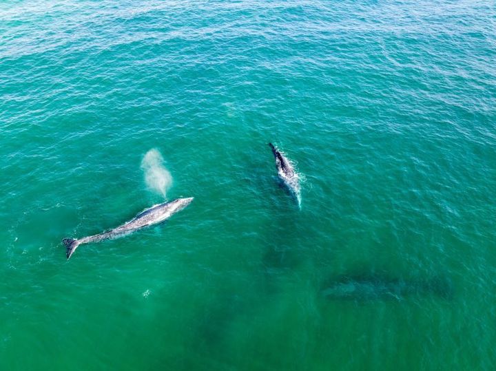 whales