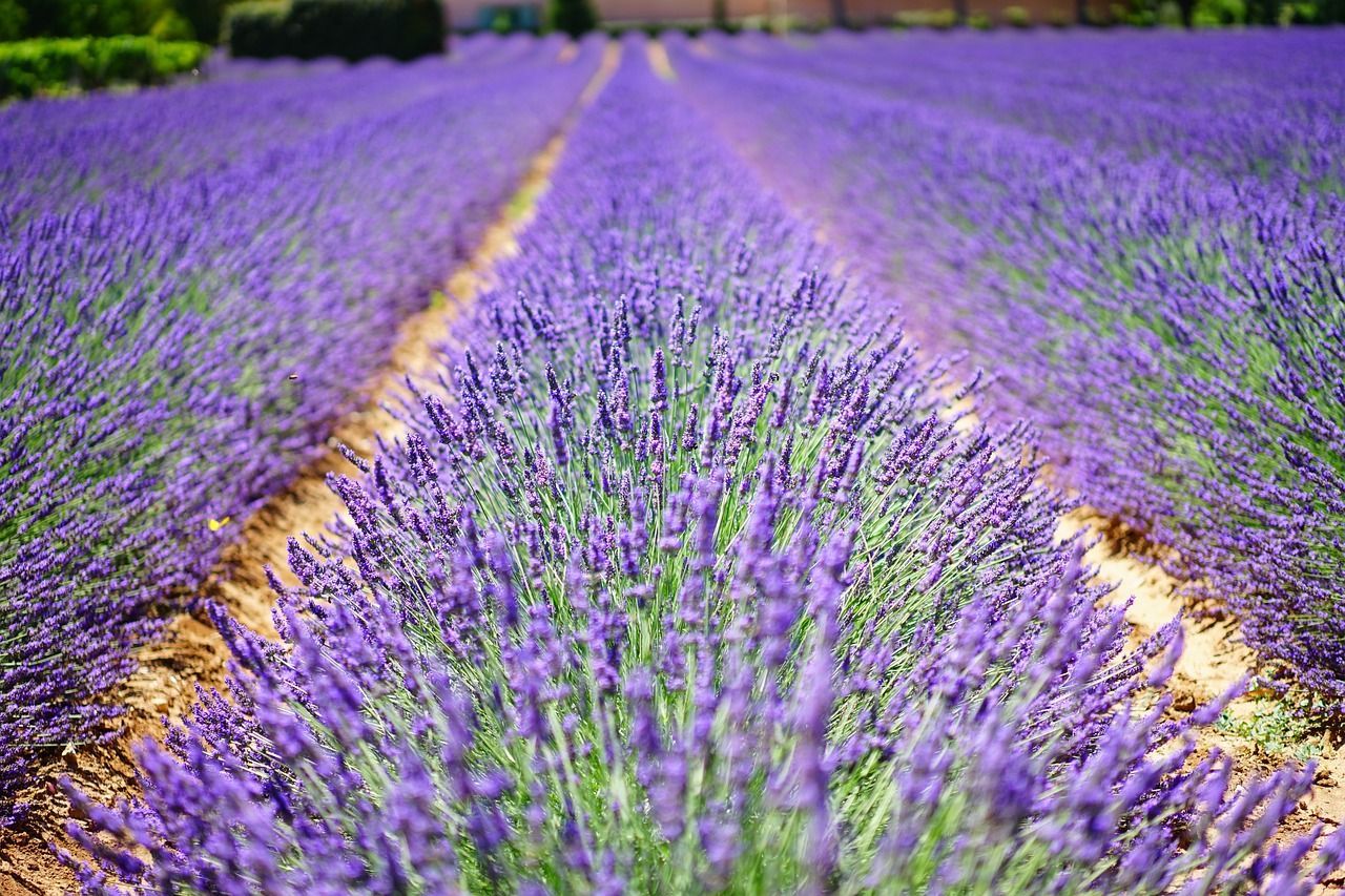 lavender