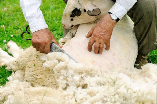Expert providing professional sheep shearing services in Gore, Mataura