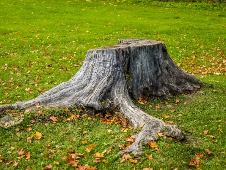 Two tree stumps are sitting on top of a lush green field.