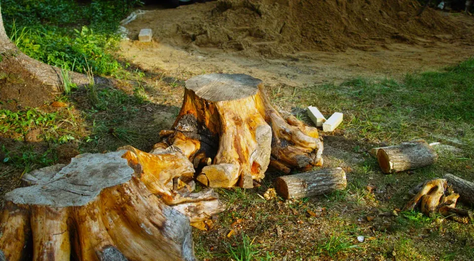 A pile of wood is sitting on the ground next to a tree stump.