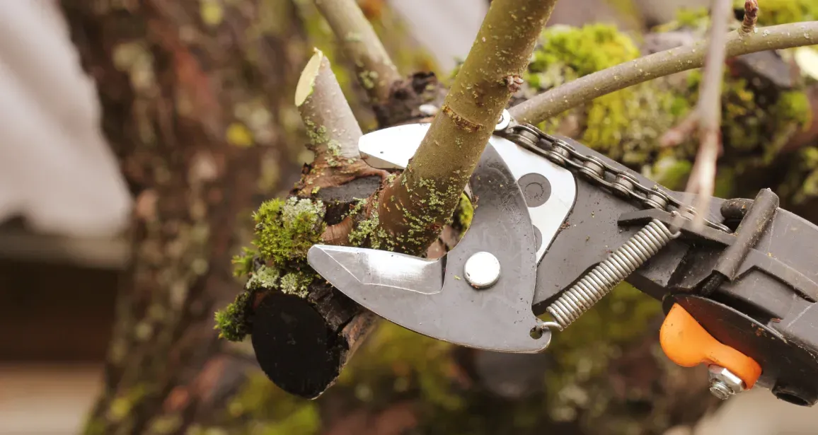 A person is cutting a tree branch with a pair of scissors.