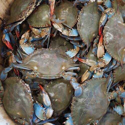 Fresh Seafood Roselle, NJ Roselle Seafood Market