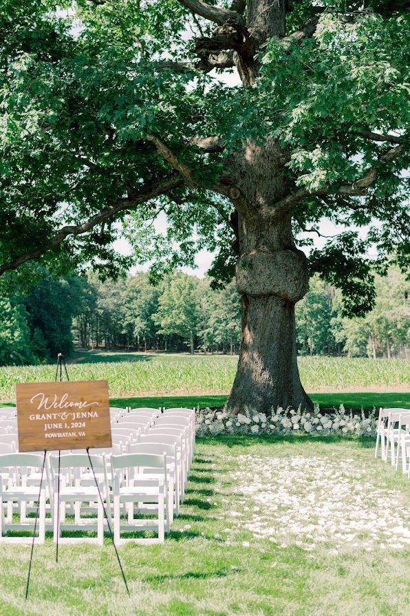 A row of white chairs are lined up in front of a large tree.