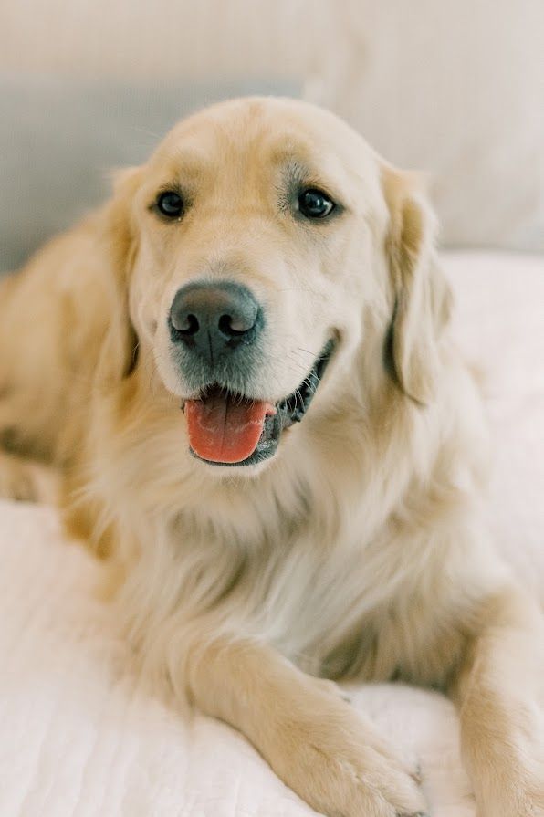 A close up of a dog laying on a bed with its tongue hanging out.