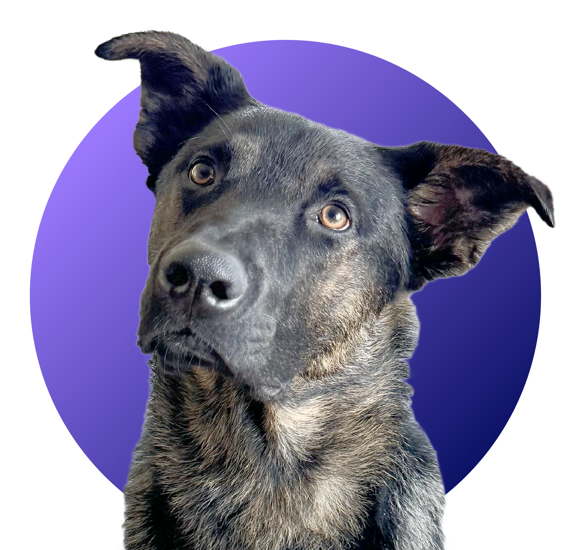 This is an icon of Roman a dog that signifies the agent tandem build section of the AI agency course lesson 5