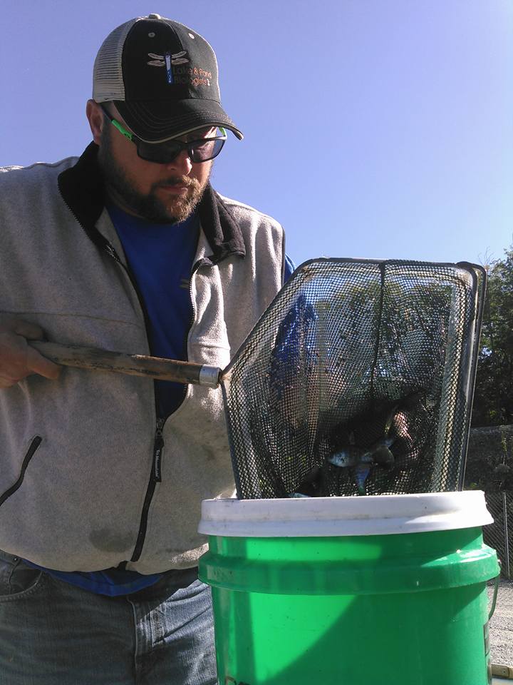 Man Transfer the Fish in the Bucket — Chesterton, IN — Lake & Pond Biologists LLC