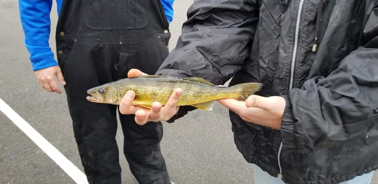 Man Holding a Yellow Perch — Chesterton, IN — Lake & Pond Biologists LLC