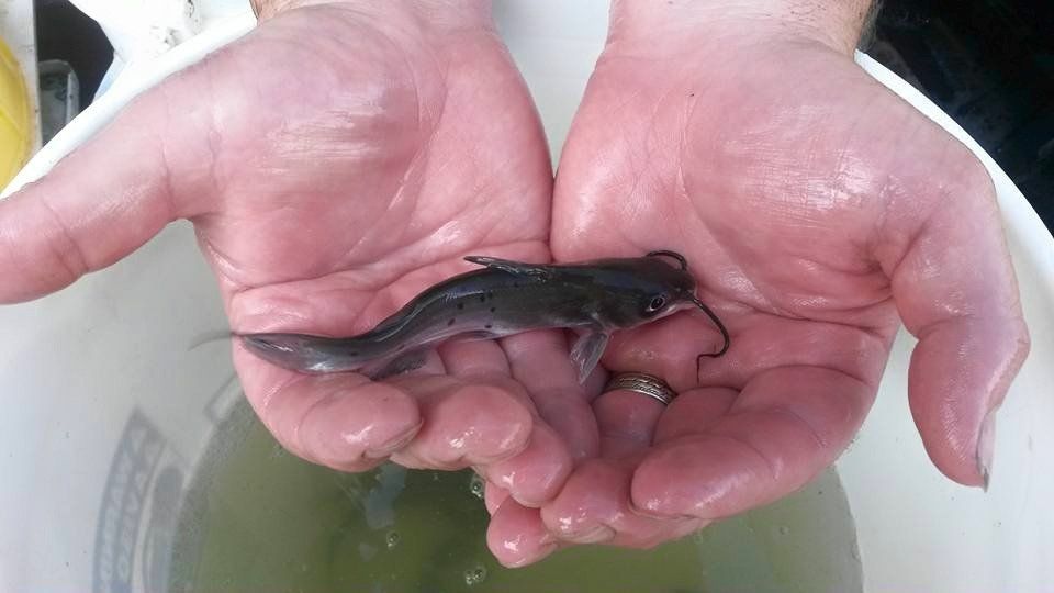 Hand Holding a Small Fish — Chesterton, IN — Lake & Pond Biologists LLC