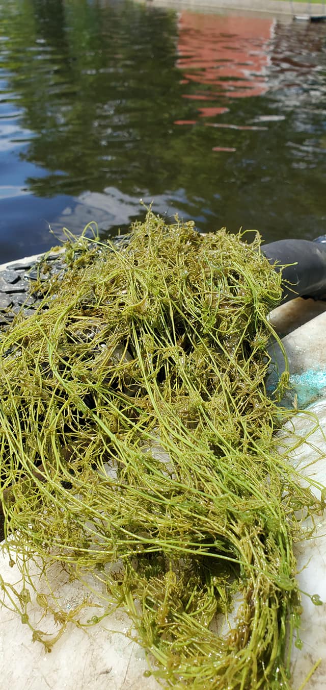 Water Weeds — Chesterton, IN — Lake & Pond Biologists LLC