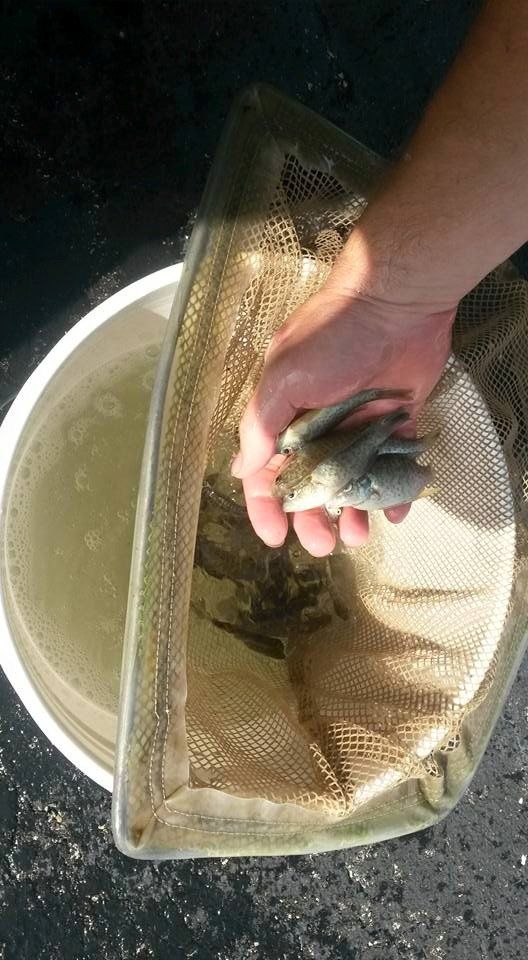 Small Fishes — Chesterton, IN — Lake & Pond Biologists LLC