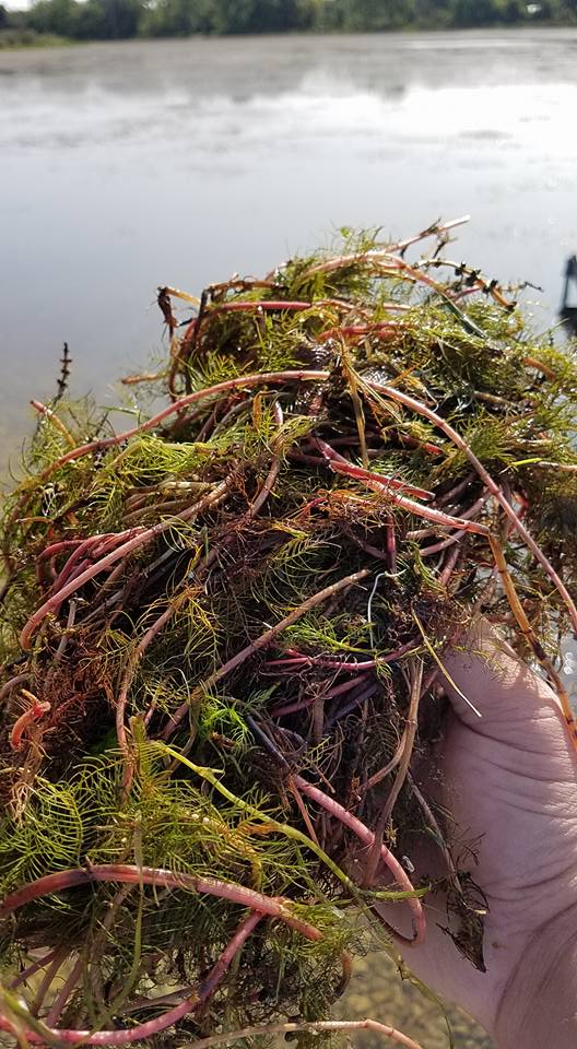 Removed Weeds — Chesterton, IN — Lake & Pond Biologists LLC