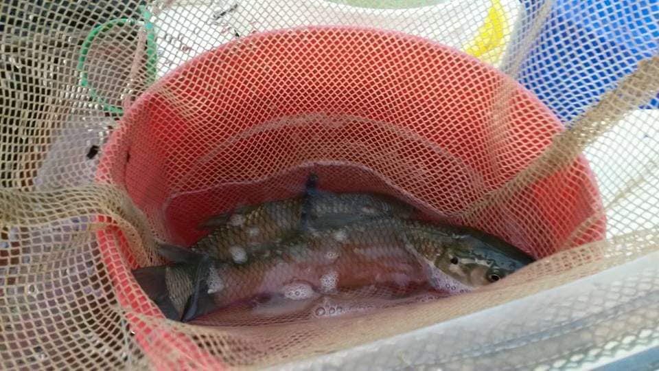 Fishes Inside the Bucket — Chesterton, IN — Lake & Pond Biologists LLC