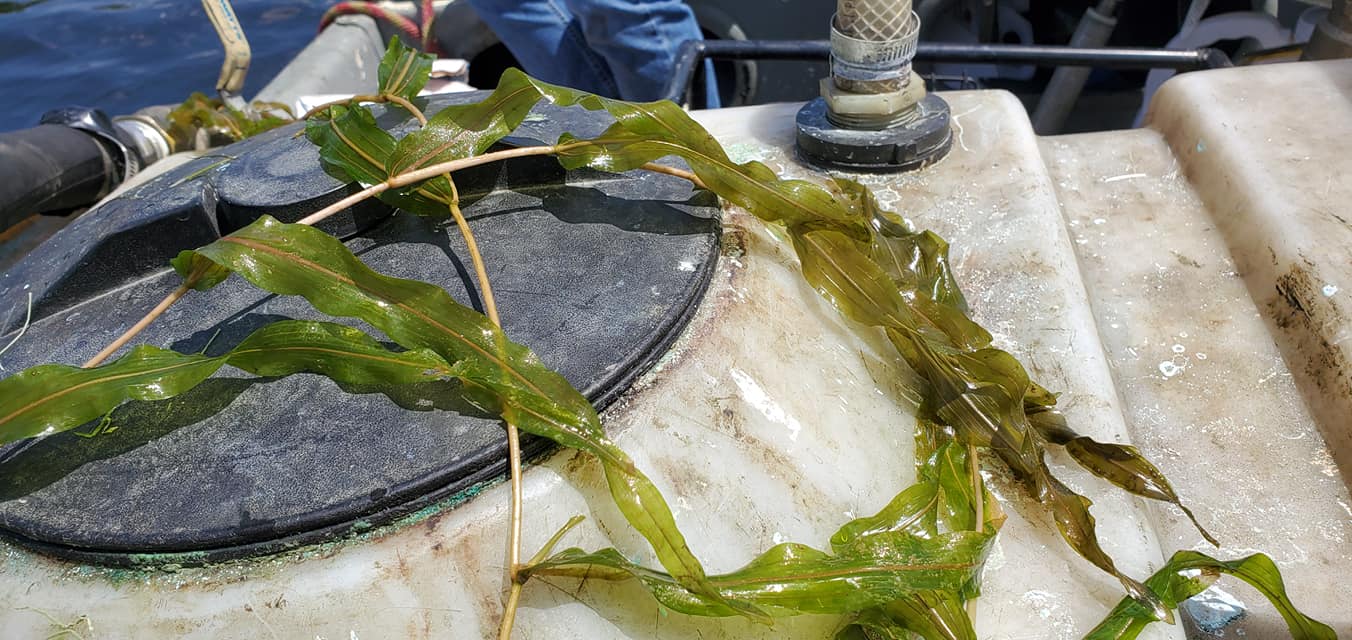 Grass — Chesterton, IN — Lake & Pond Biologists LLC