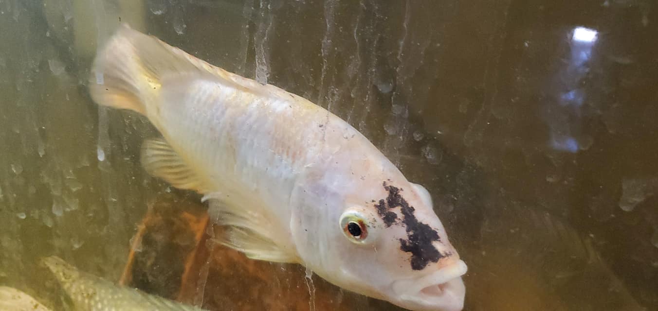 White Fish — Chesterton, IN — Lake & Pond Biologists LLC