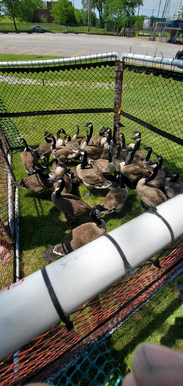 Goose Trapping — Chesterton, IN — Lake & Pond Biologists LLC