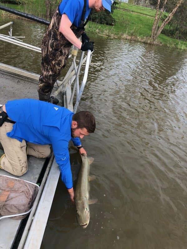 Man Holding a Big Fish — Chesterton, IN — Lake & Pond Biologists LLC