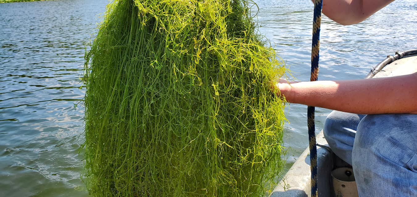 Aquatic Weeds — Chesterton, IN — Lake & Pond Biologists LLC