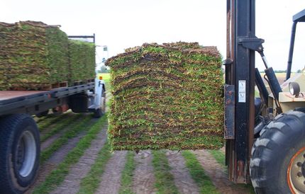 Valley Grass Farms The Best Grass in the RGV