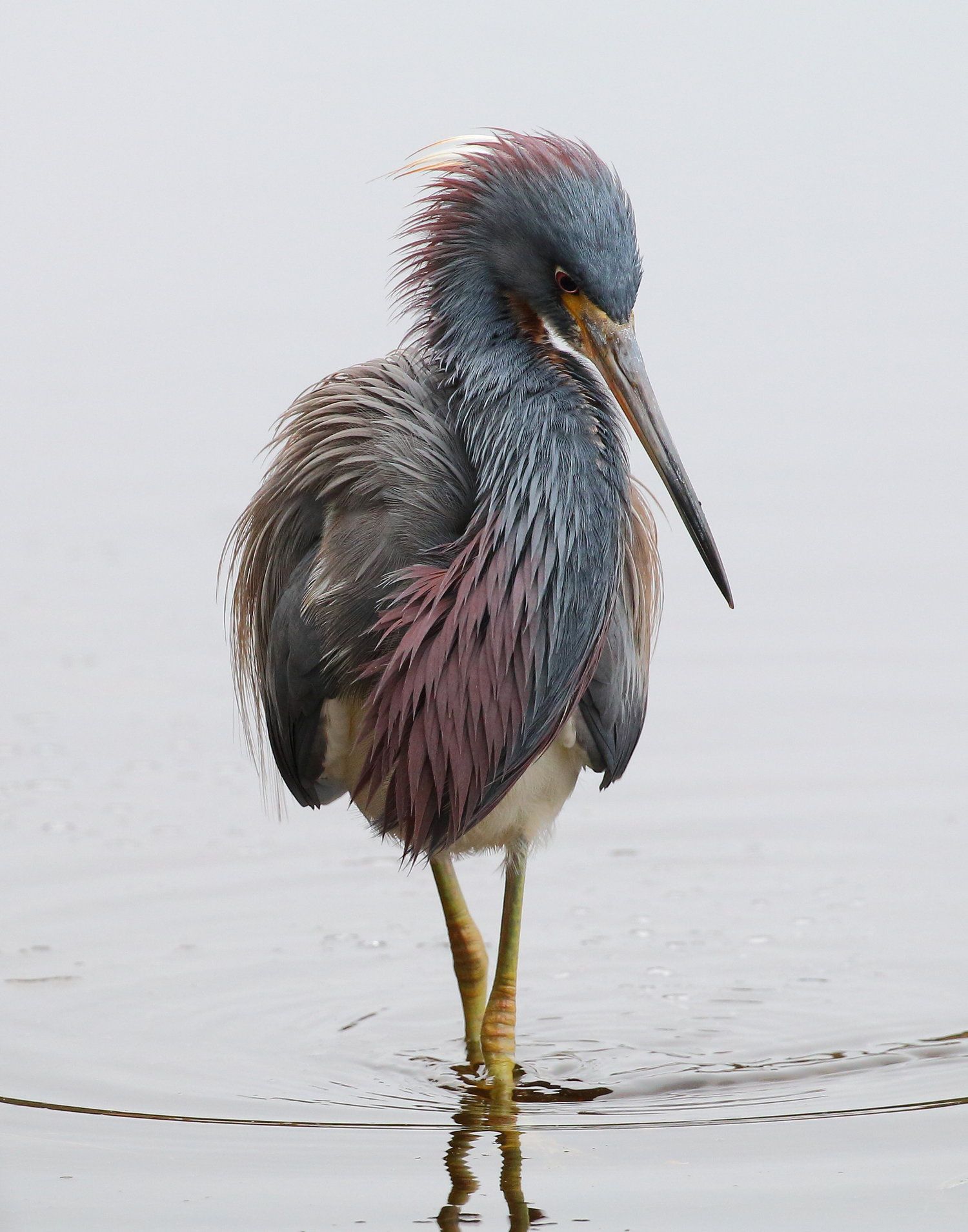 A bird with a long beak is standing in the water