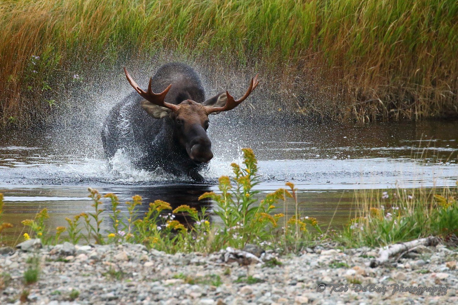 A moose is running through a river.