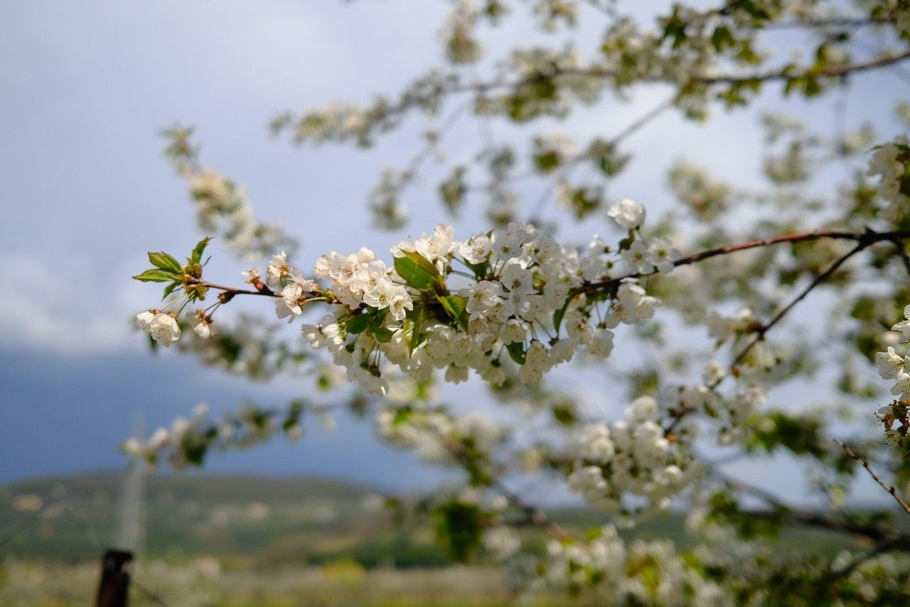 Primo piano di un ramo di un albero con fiori bianchi e foglie verdi.