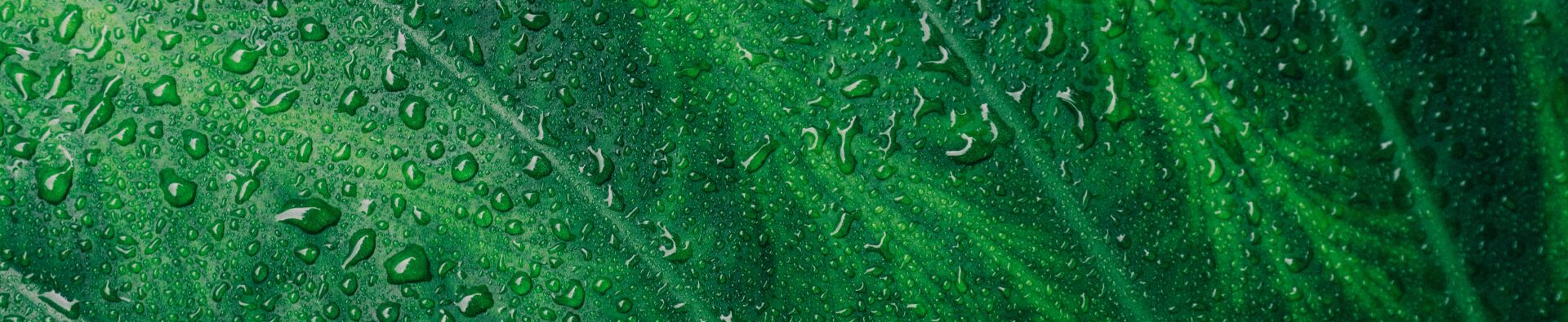 un primo piano di gocce di pioggia su una foglia verde.