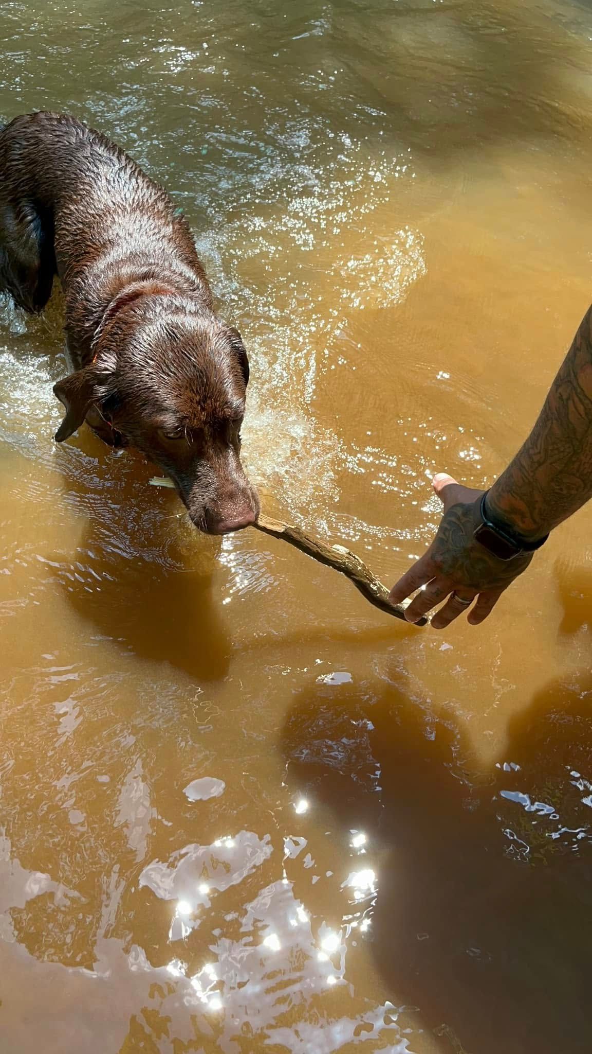 A dog is playing with a stick in the water.
