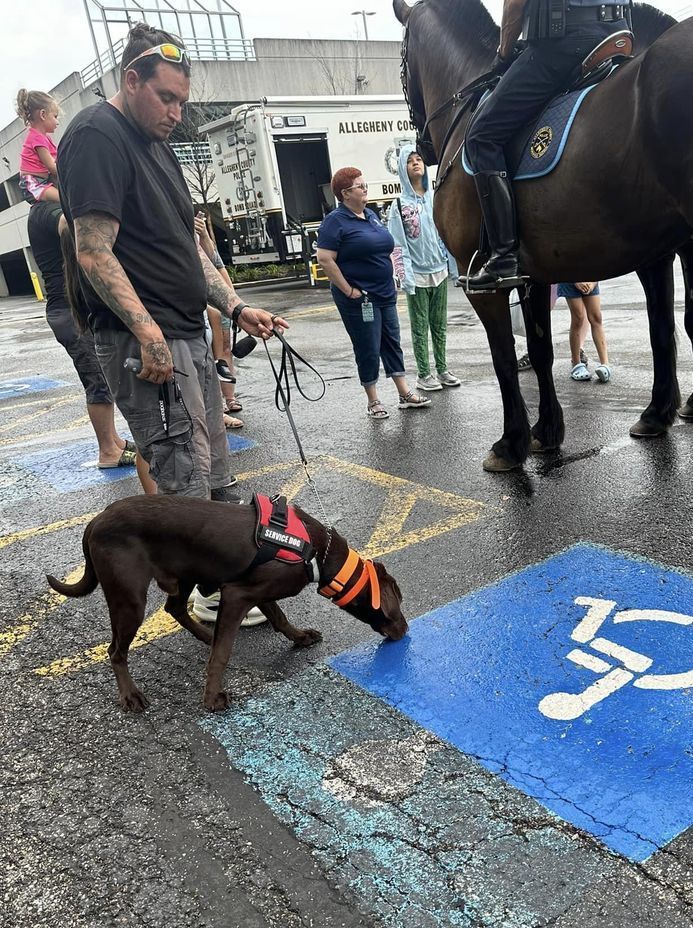 A man is walking a dog next to a horse in a handicapped parking spot.