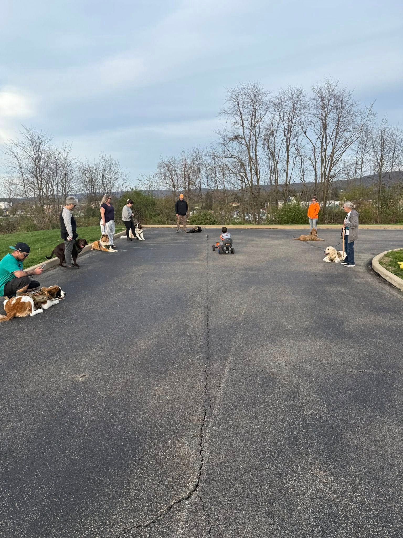 A group of people are walking dogs in a parking lot.
