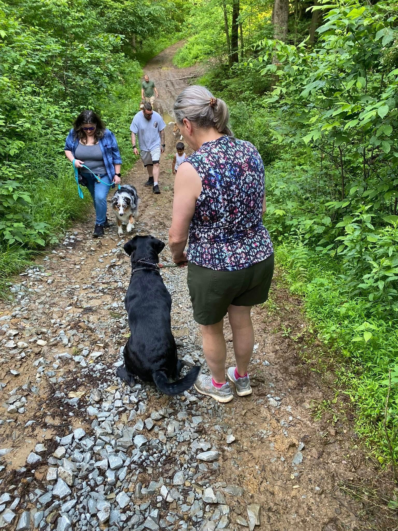 A group of people are walking their dogs on a trail in the woods.