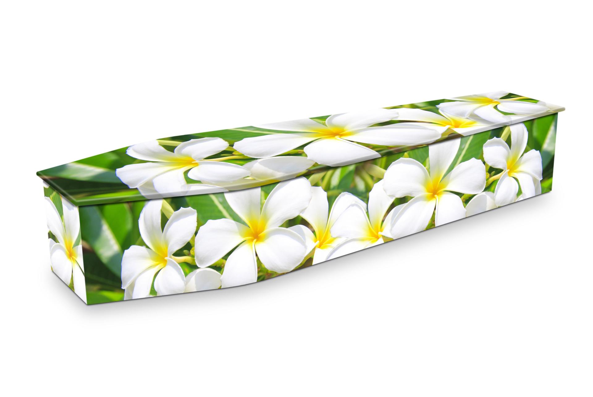 FRANGIPANI-FLOWERS – Funeral tributes in Rockhampton, QLD.