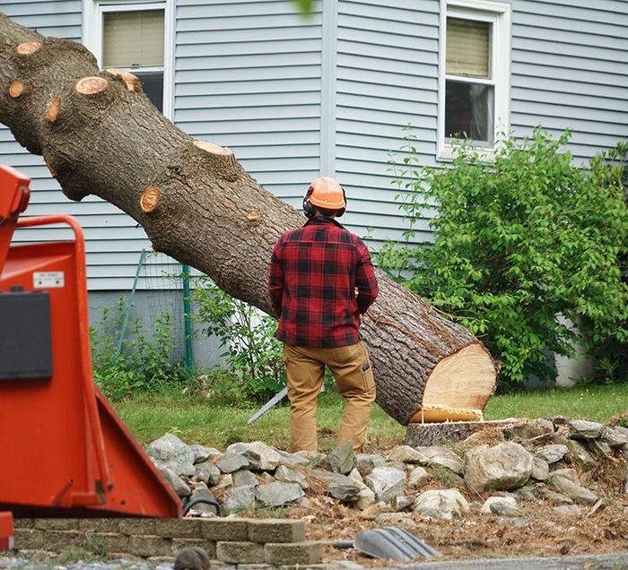 Tree Removal