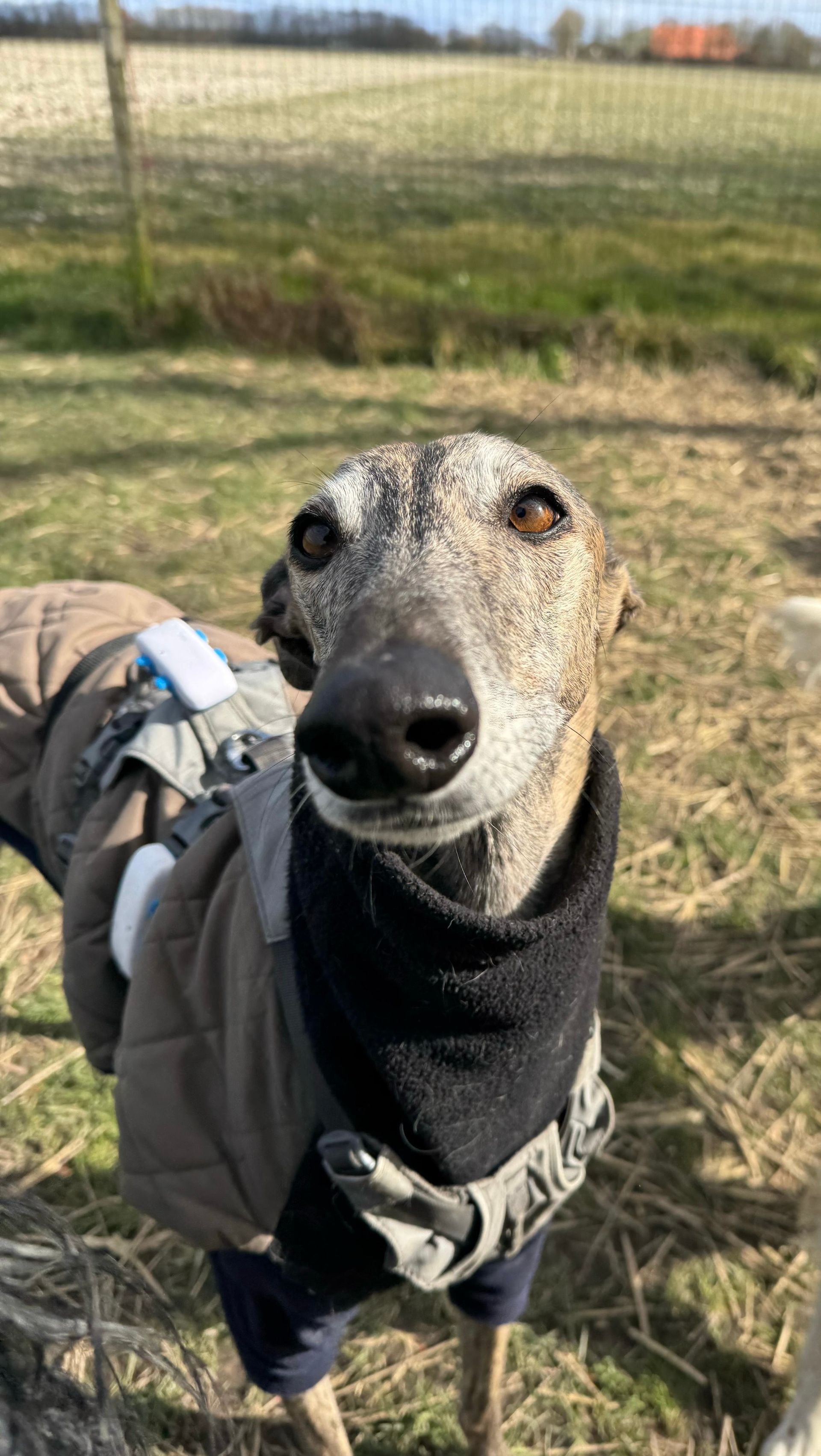 Greyhound dog wearing a coat and scarf, looking at the camera outdoors.