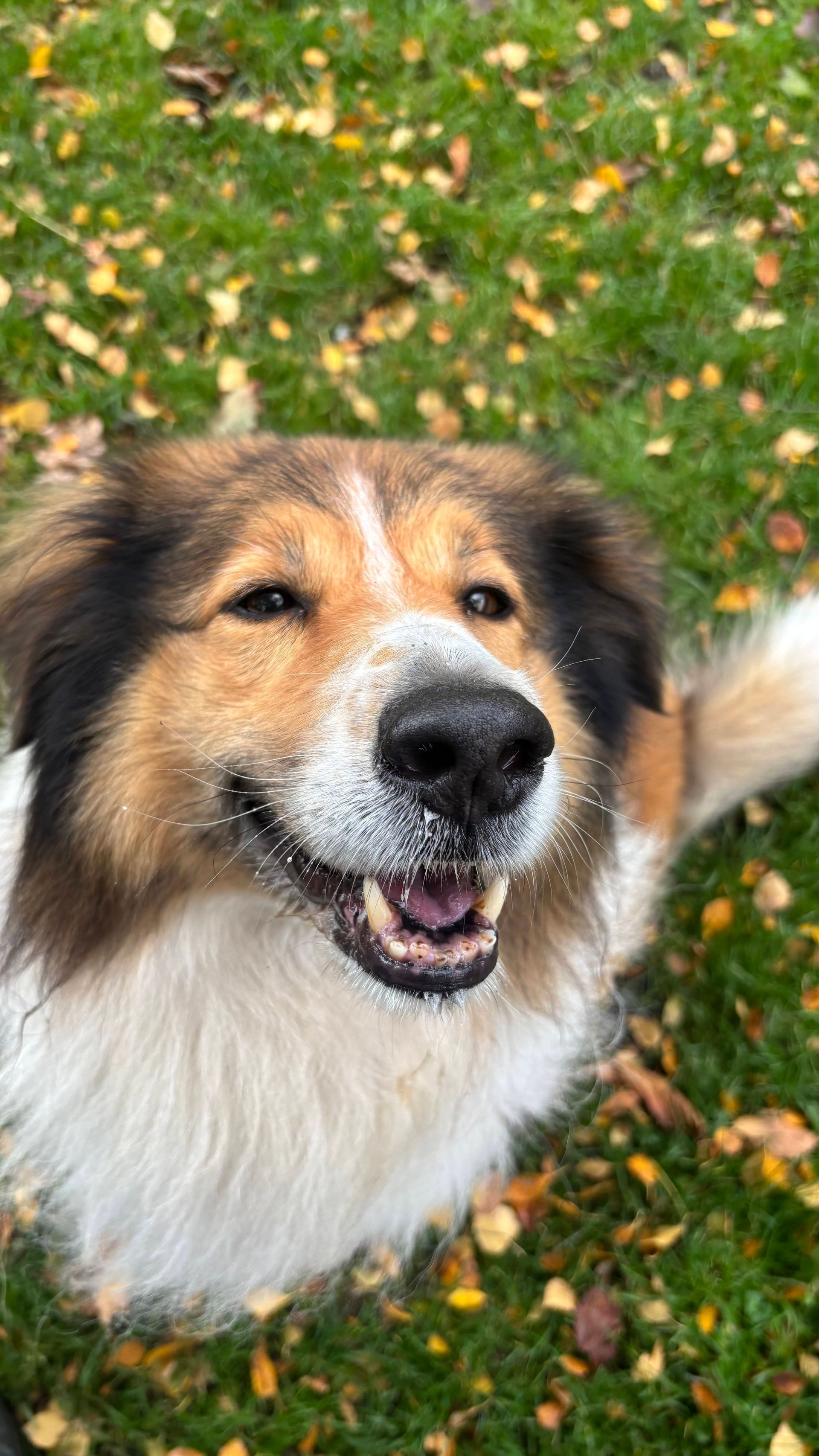 A smiling, fluffy dog with brown, white, and black fur, covered in white specks, sits on green grass with fall leaves.