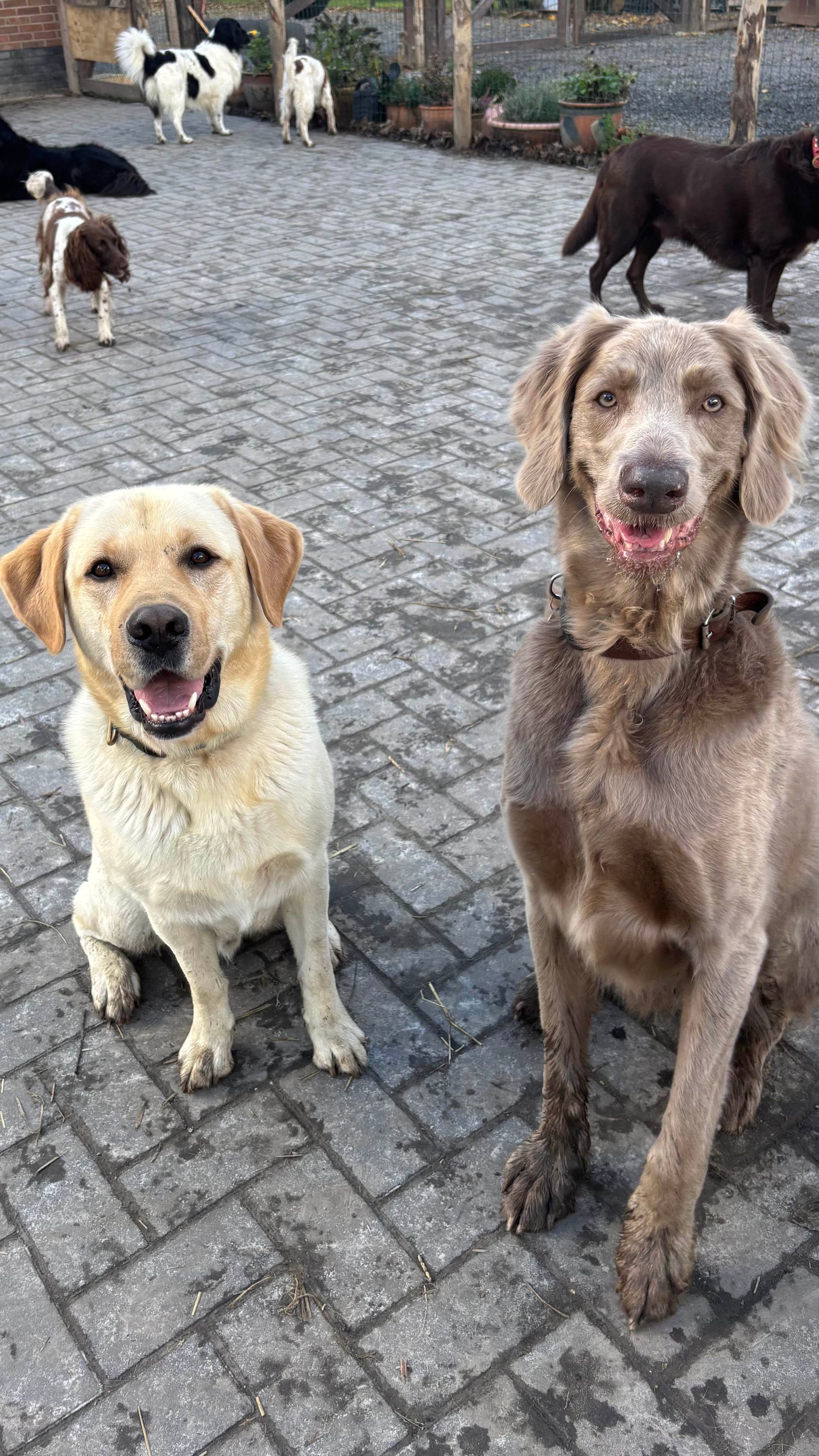 Two dogs sit smiling on a brick patio; others in background. One is yellow, the other gray.