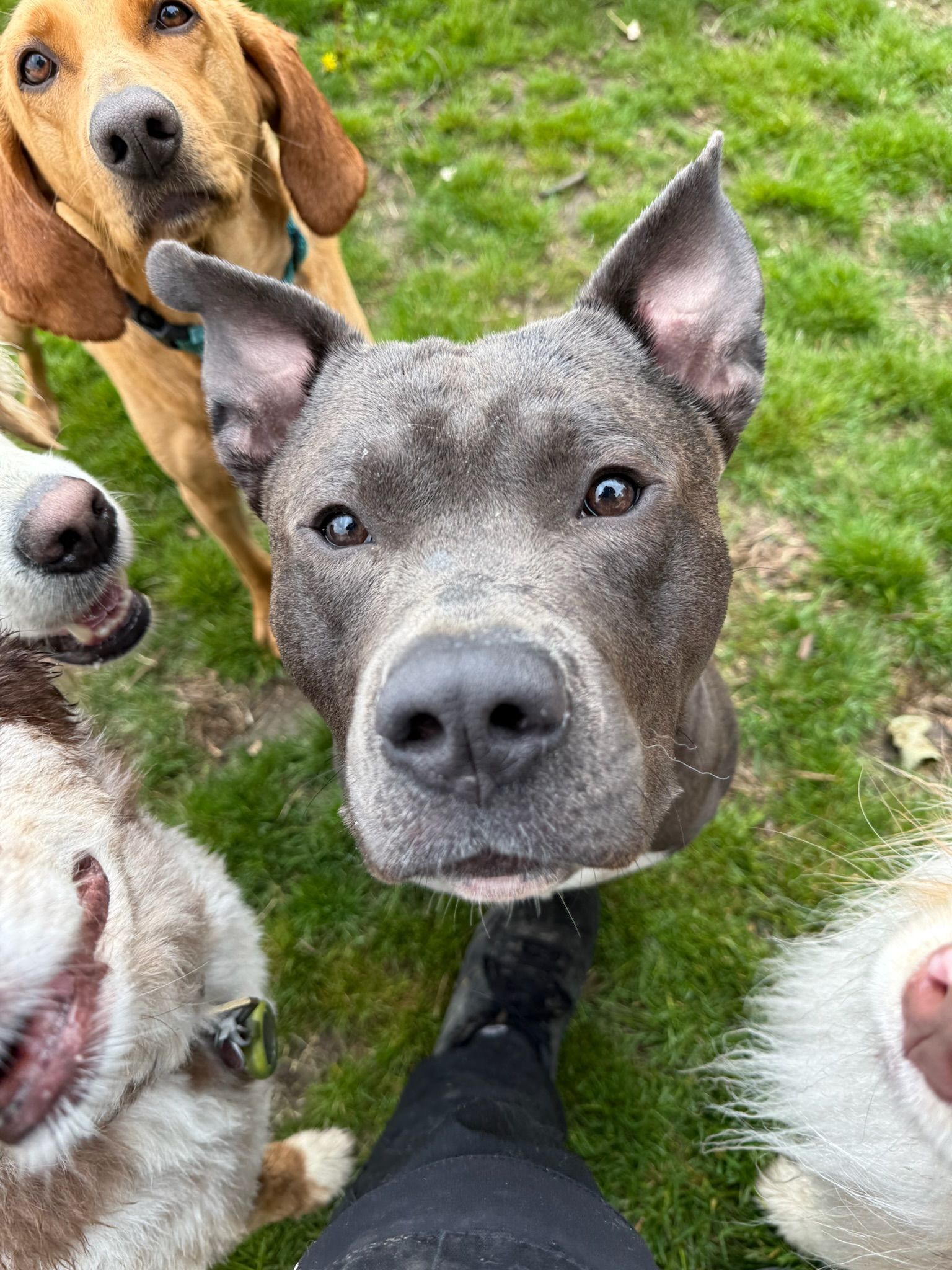 Five dogs gather around the camera, looking up expectantly. One is grey, the rest are light brown/white, on grass.