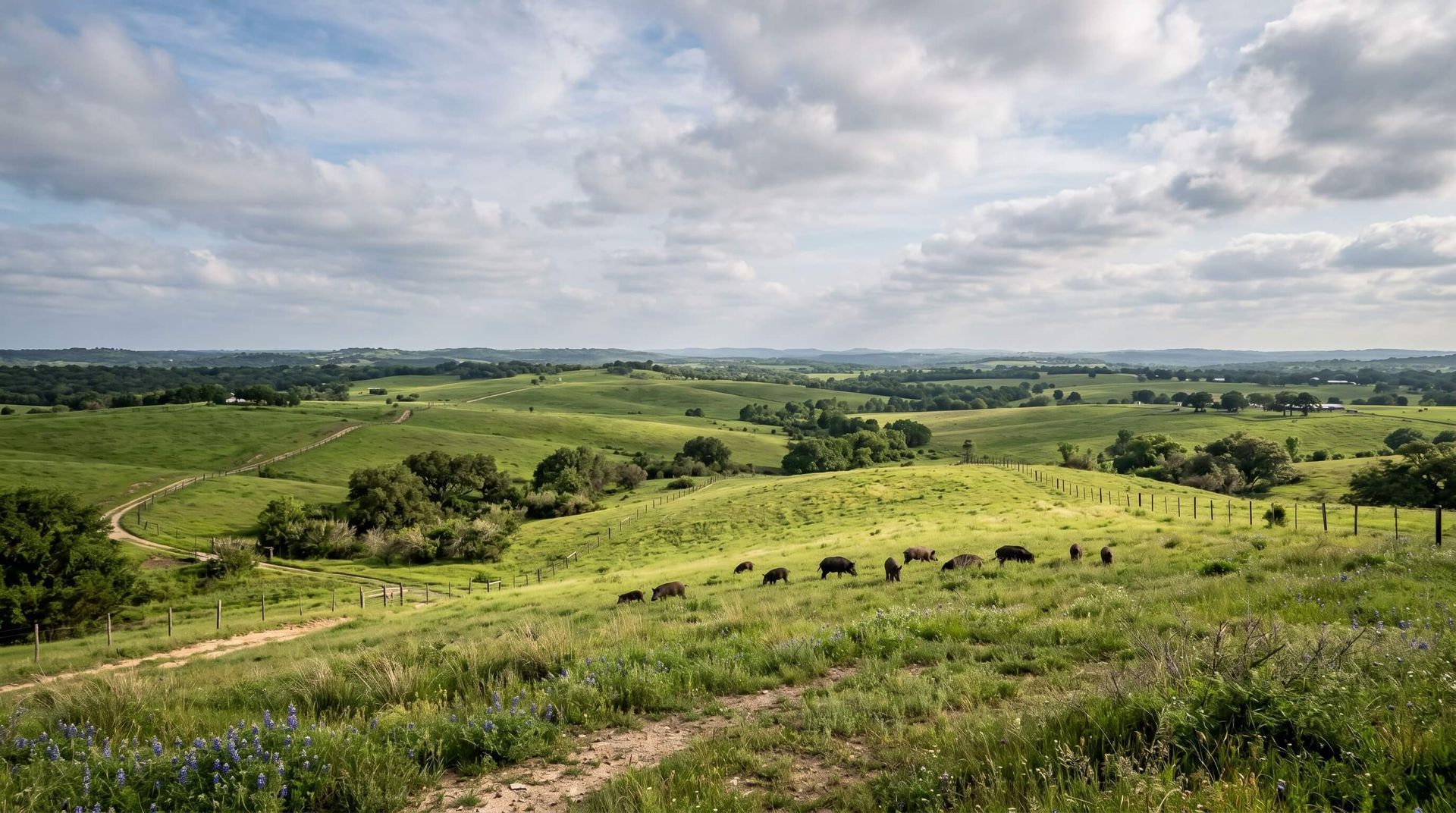 Private land for hog hunting with hogs on the trail